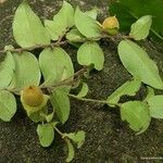 Diospyros pancheri Habit