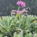 Pterocephalus porphyranthus Floare
