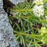 Galium anisophyllon Листок