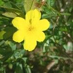 Jasminum mesnyiFlor