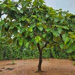 Dipterocarpus obtusifolius Habit