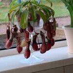 Nepenthes spp. Flower