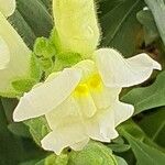 Asarina procumbens Flower