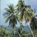 Cocos nucifera 形态