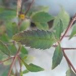 Bidens tripartita Blad