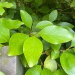 Griselinia littoralisHostoa