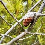 Pinus halepensis Fruit