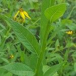 Verbesina helianthoides Leaf