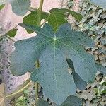 Ficus carica পাতা