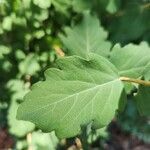 Symphoricarpos albus Leaf