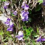 Viola pyrenaica Flor