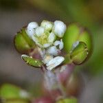 Lepidium nitidum Flower
