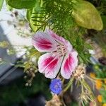 Clarkia amoena Çiçek