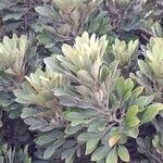Aglaia elaeagnoidea Deilen