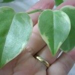 Peperomia serpens 葉