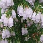 Erica lusitanica Blomst