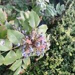 Berberis aquifolium Fruit