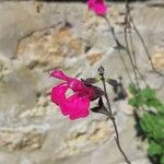 Salvia microphyllaফুল