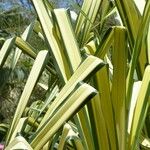 Pandanus tectorius Blad