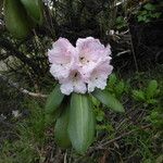 Rhododendron principis Flor