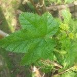 Malva verticillata Feuille