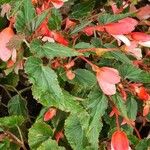 Begonia pendula List