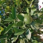 Citrus aurantiifolia 果実
