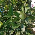 Citrus aurantiifolia Fruit