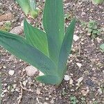 Iris germanica Leaf