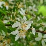 Malus toringo Blüte