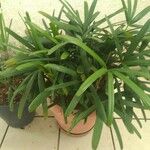 Rhapis excelsa Hostoa