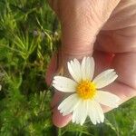 Layia glandulosa Květ