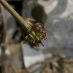 Ranunculus seguieri Fruit