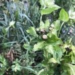 Cirsium oleraceum Žiedas