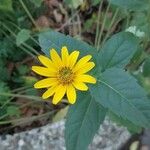 Heliopsis helianthoides Blüte
