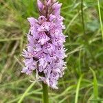 Dactylorhiza fuchsii Blüte