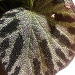 Begonia imperialis Leaf