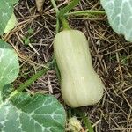 Cucurbita moschata 果実