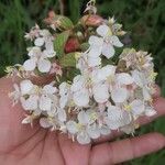 Melastoma malabathricum Flower