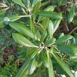 Rhododendron degronianum Blatt