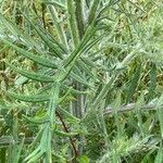 Cirsium eriophorum 葉