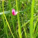 Lathyrus nissolia 花