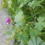 Geranium mascatense Altro