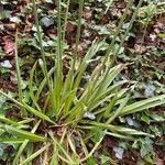 Allium siculum ശീലം