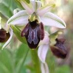 Ophrys arachnitiformis Çiçek