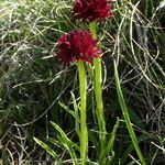 Gymnadenia nigra Blüte