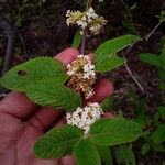 Lippia grata Flower