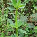 Galianthe laxa Habit