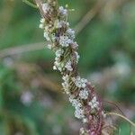 Cuscuta europaea 花