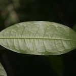 Duguetia calycina Φύλλο
